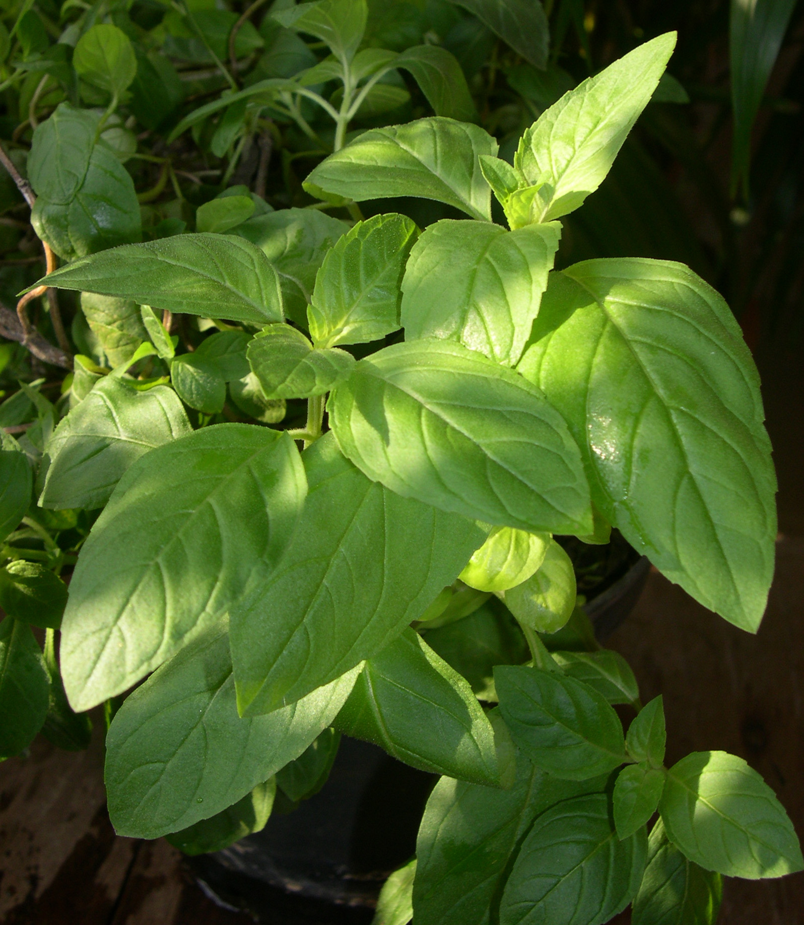 India Plants
